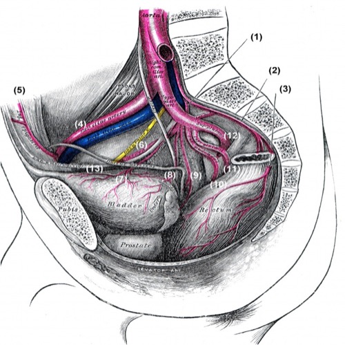 fig. branches of the internal iliac artery