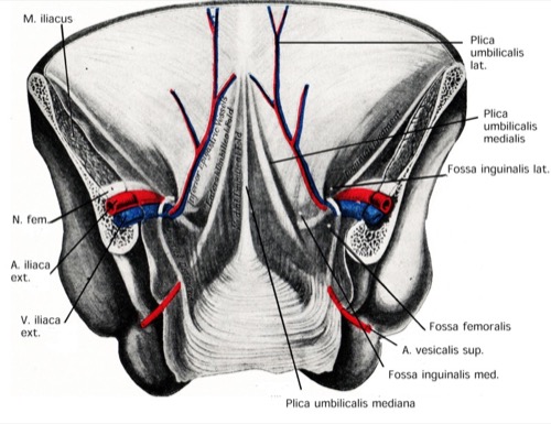 anatomy of the inner surface of the abdominal wall, umbilical fold, urachus
