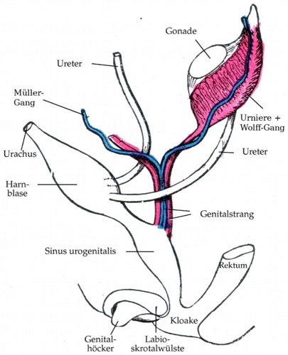 Schematic Illustration of the Undifferentiated Gonadal Anlage