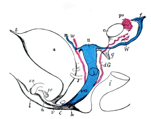 Schematic of the genital primordium of a female embryo, including Müllerian and Wolffian duct derivatives and adjacent urogenital structures.