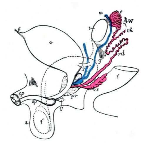 Schematic of the genital primordium of a male embryo, including Wolffian and Müllerian duct derivatives and adjacent urogenital structures.