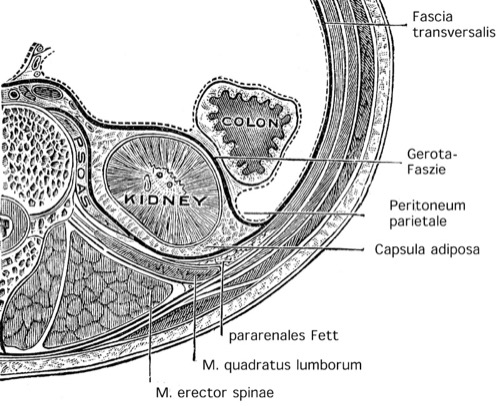 fig. renal and retroperitoneal fascias