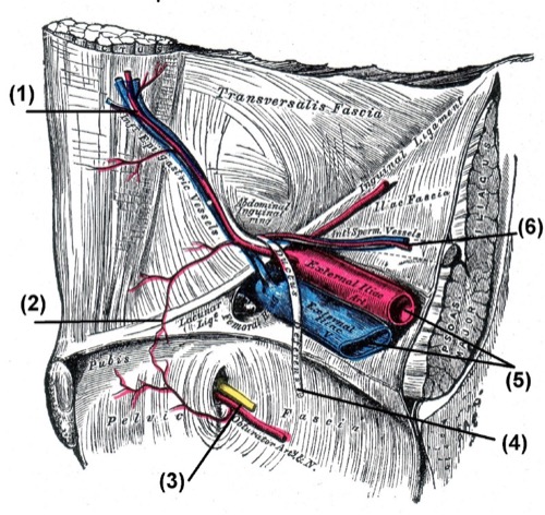 figure Anatomy of the internal inguinal ring