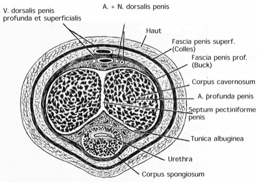 transverse section of the penis