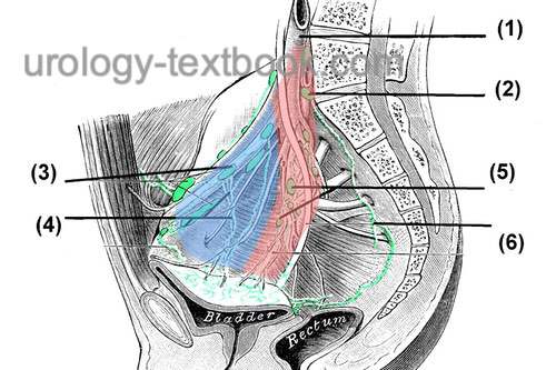 figure Templates for pelvic lymphadenectomy:</strong> blue area for standard lymphadenectomy, and blue and red area for an extended lymphadenectomy.