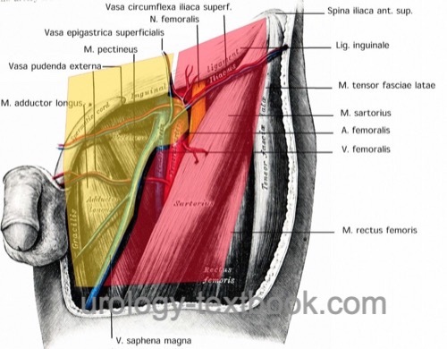 fig. groin surgery: approach to the inguinal lymph nodes