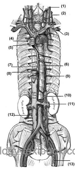 figure veins of the abdominal cavity