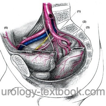 figure arteries of the pelvic cavity