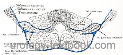 figure dorsal abdominal wall muscles