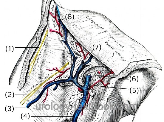 figure superficial anatomy of the groin