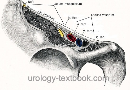 figure Inguinal ligament with vascular and muscular lacuna of the right side