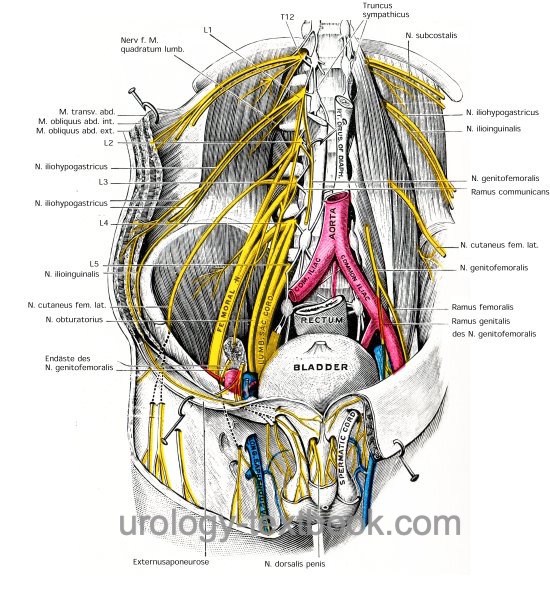 figure innervation of the abdominal wall