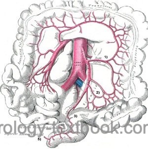 figure branches of the inferior mesenteric artery