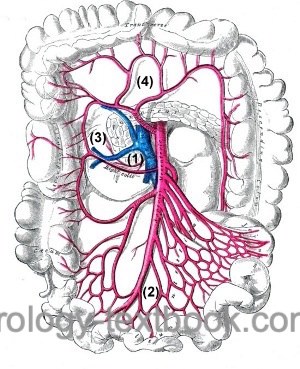 figure branches of the superior mesenteric artery