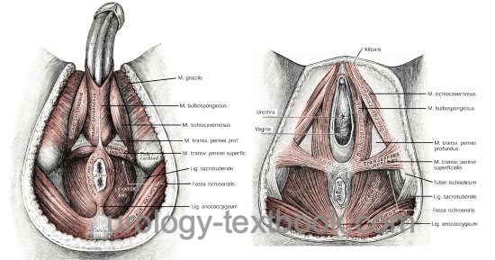 figure pelvic floor muscles