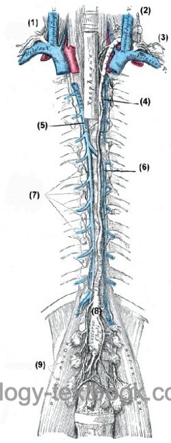 figure lymph system of the abdominal cavity