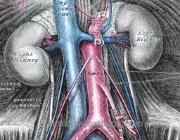 figure anatomy of the ureter